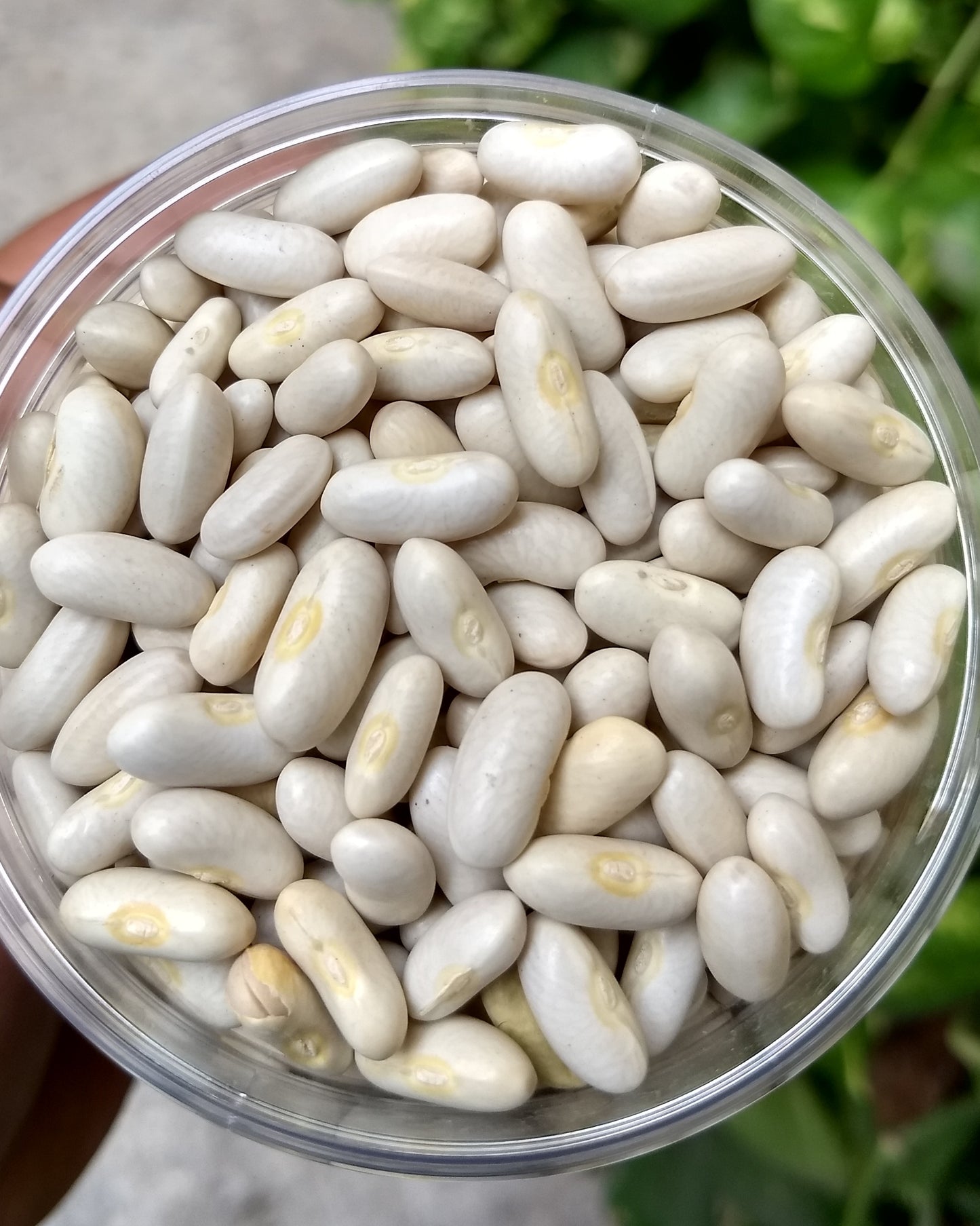 Gurez White Beans (Shay Razma) – 1kg